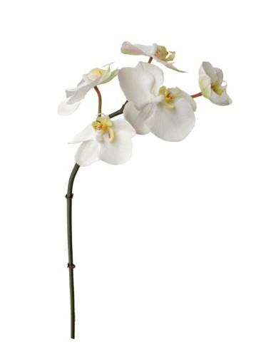 Orchidée Phaleanopsis de...