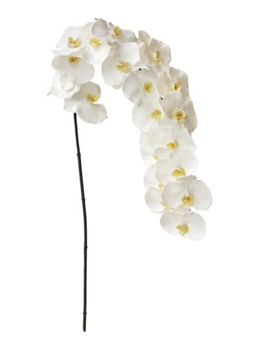 Orchidée Phaleanopsis 20...