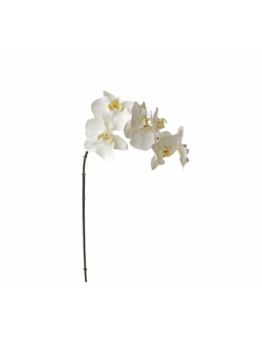 Orchidée Phalaenopsis de...
