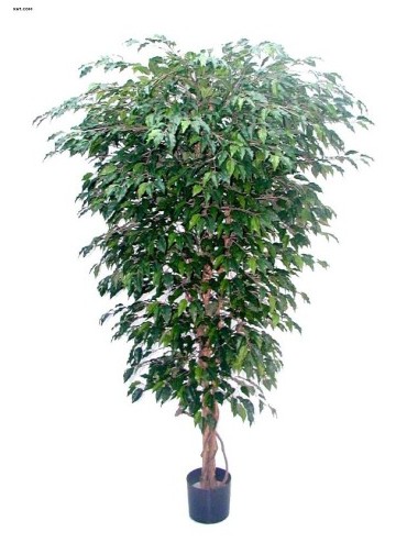 Ficus tronc naturel
