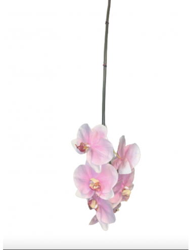 Orchidée Phalaenopsis rose...