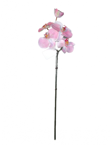 Orchidée rose en tige