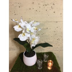 Orchidée Phalaenopsis en pot