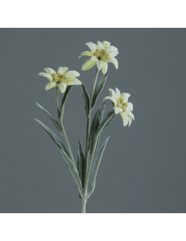 Edelweiss tige 3 fleurs
