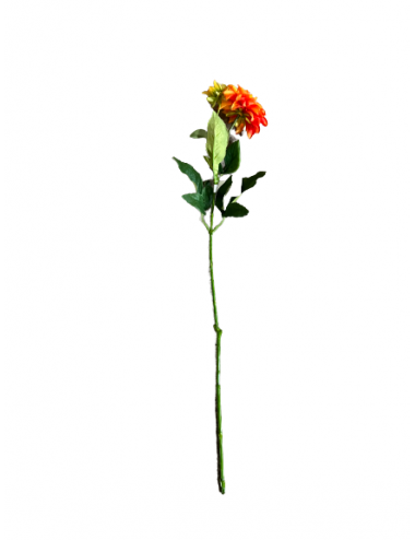 Dahlia orange