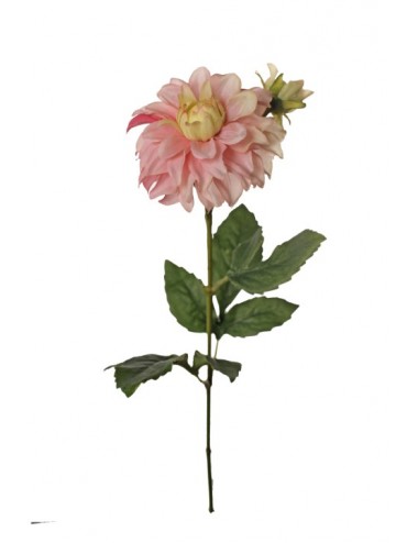 Dahlia rose pâle