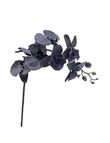 orchidée phaleanopsis noire...