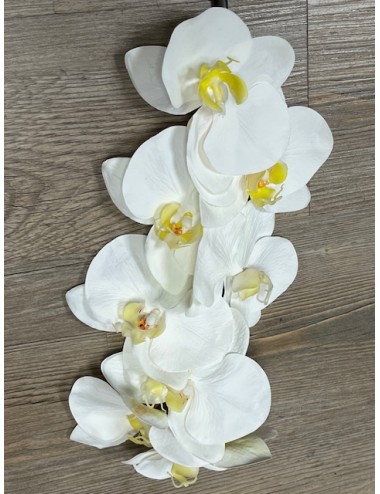 Phaleanopsis de luxe blanc...