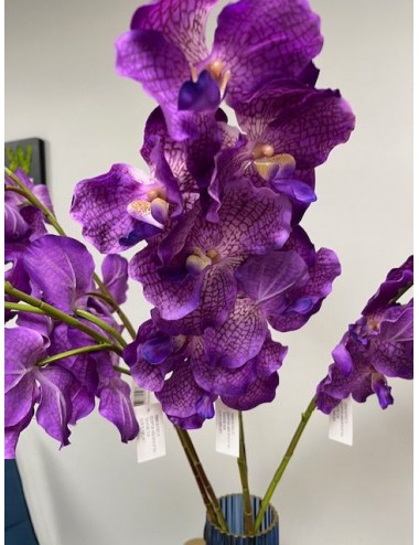Orchidée vanda