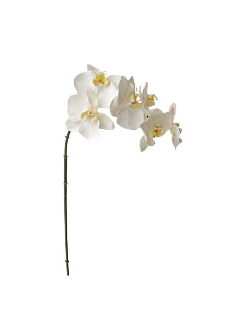 Orchidée phaleanopsis de...