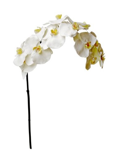 Orchidée phalenopsis de...