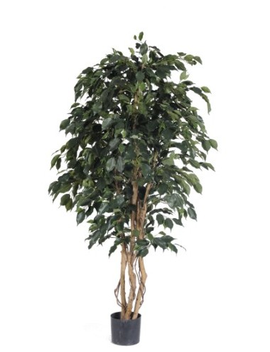 Ficus exotica 170cm
