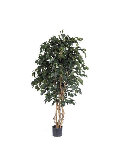 Ficus exotica 170cm