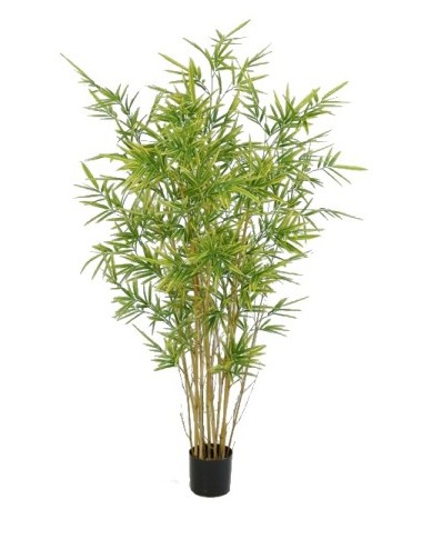 Bambou royal 170cm