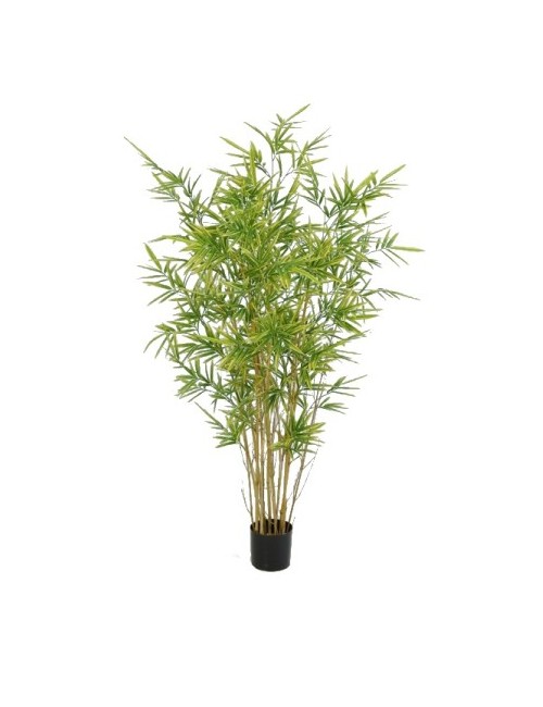 Bambou royal 170cm