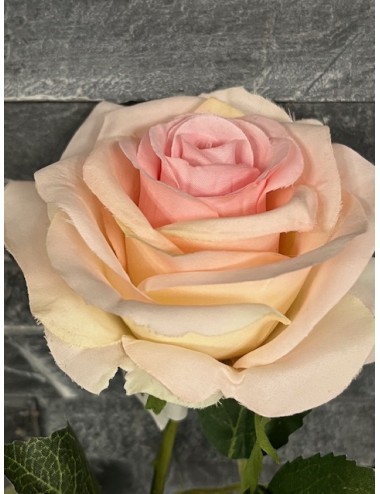 Rose rose 54cm
