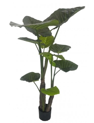 Alocasia 180cm