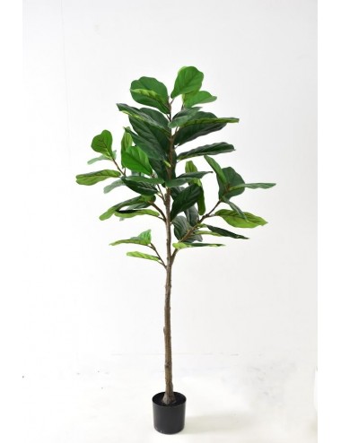 Ficus lyrata