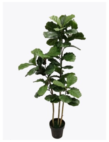 Ficus lyrata tronc naturel...