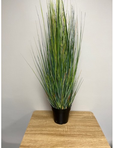 Oignon grass 91cm