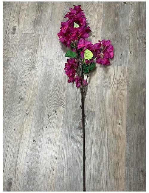 Bougainvillier
