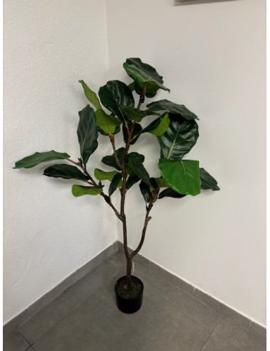 Ficus lyrata