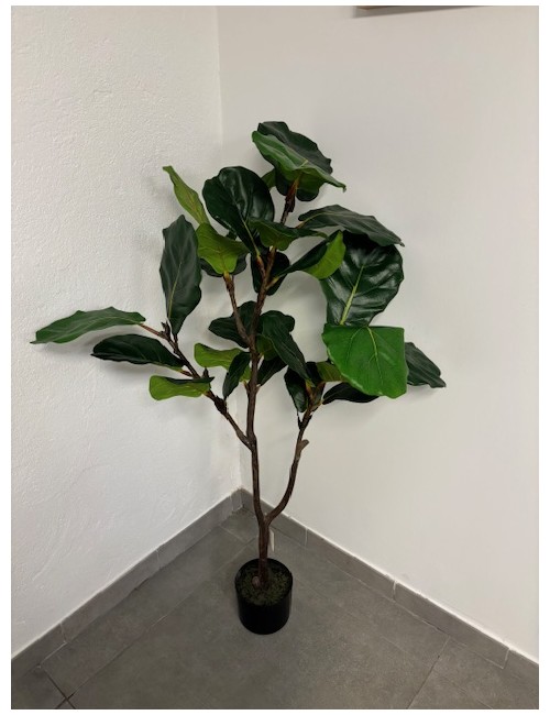 Ficus lyrata