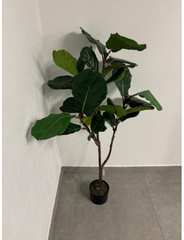 Ficus lyrata