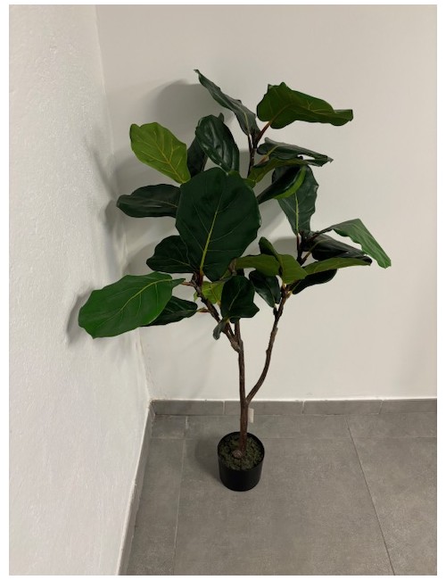Ficus lyrata