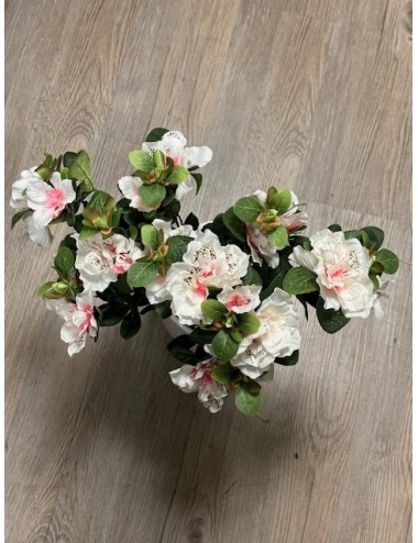 Piquet d'azalea