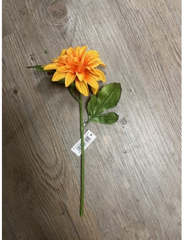 Dahlia tête
