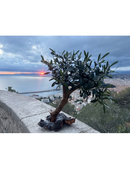 Olivier semi artificiel