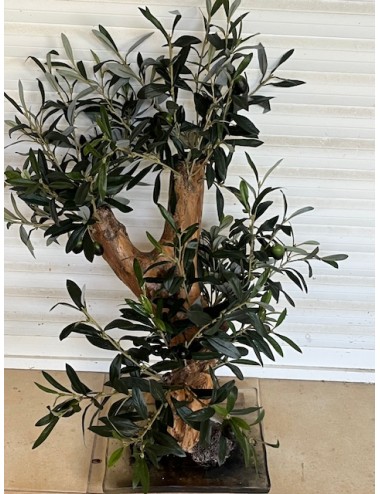 Olivier semi artificiel