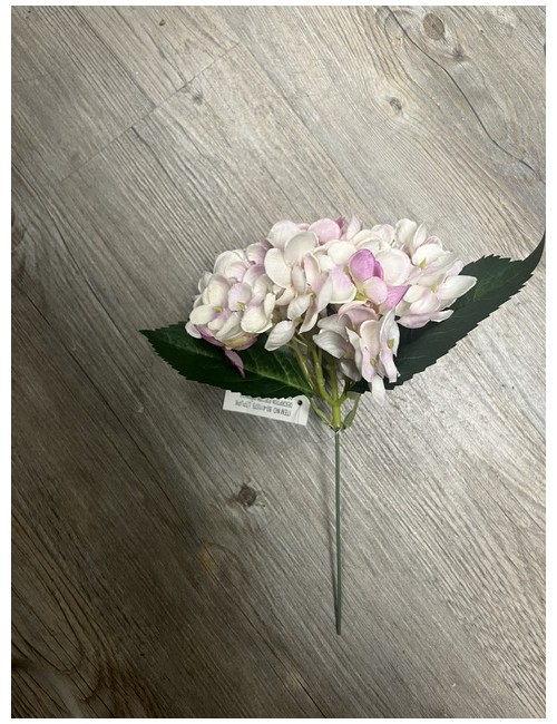 Tête d'hortensia