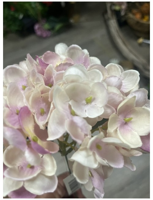 Tête d'hortensia