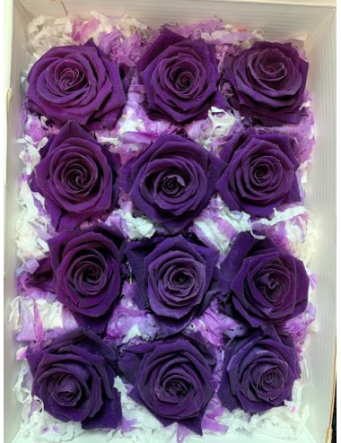 Roses violet stabilisés